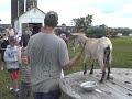 Farmland Fun at Verdant View