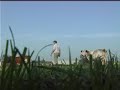 mysterieuze golfballen