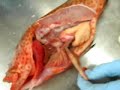 Fish Anatomy by Students...