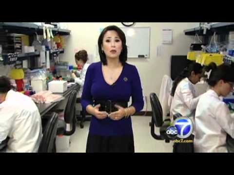 how to transplant bittersweet vine