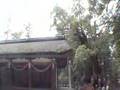春日大社摂社若宮神社 WAKAMIYA of KASUGA Shrine