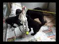 spelende puppies