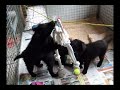 Spelende puppies
