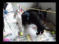 spelende puppies