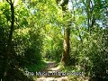 Música del Bosque - Relajación y meditación