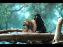 Philadelphia Zoo Blue-eyed Lemurs Romantic Moment Philadelphia Zoo Blue-eyed Lemurs Romantic Moment