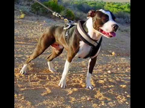 Pitbullpuppies Youtube on 