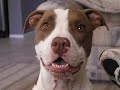 The Great American Pit Bull Terrier