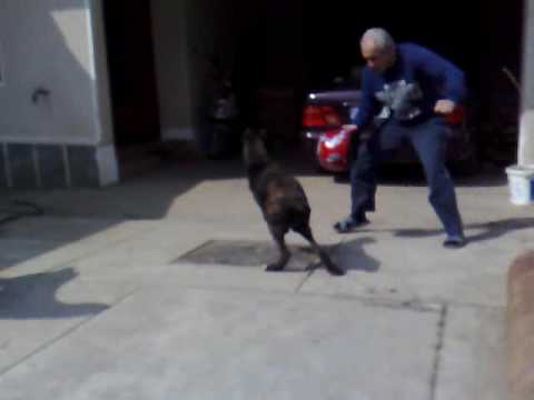 cane corso