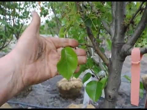 how to fertilize autumn blaze maple