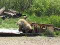 Young black bear fishing Young black bear fishing