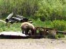 Young black bear fishing