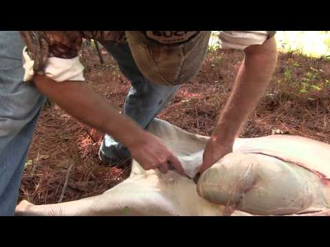 how to properly gut a deer