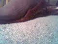 Daily Sock Report, Friday 25 May 2007