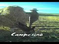 nevados bolivianos