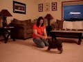 Schnauzer Tug'o War