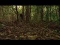 Mega Fauna Doco