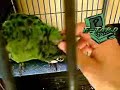 The E-TARD Parrot.