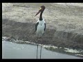 Nkorho, 30 March, long-bill crane (Oiseau Aquatique?)