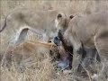 Masai Mara Lion Kill