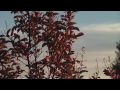 Afternoon Shots [HD]