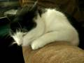 videos de fashionable kitty