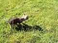 wolf cub playing wolf cub playing