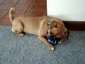 Puggle Loves Her Tennis Ball