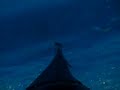 videos kayak