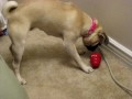 Goldie Playing With Her Kong
