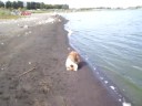 Pothole Sheltie vacation