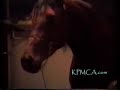 Arabian Horse in the House
