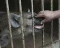 IN CAIRO ZOO /  U KAIRSKOM ZOOLO?KOM VRTU 2007.