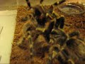 parenje G.Aureostriata.wmv