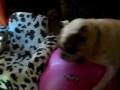 Bulldog Playing