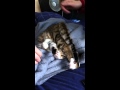 My cat can sit on her own head.
