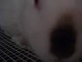 fat white bunny kisses camera