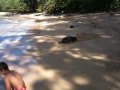 Speed Turtle!!