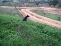 running crazy