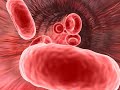 Animaci�n Medica: Globulos Rojos
