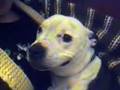 Staffordshire Bull Terrier Talk