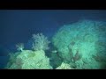 Blue Hole Asylum