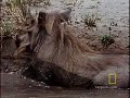 Warthog Life Lessons