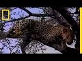 Warthog Life Lessons