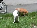 great fight