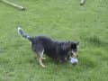 A VERY HUNGRY DOG