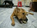 咖啡剋潔牙骨1558