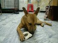 咖啡剋潔牙骨1558