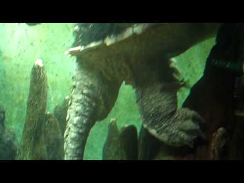 how to snap your arm