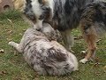 Aussie